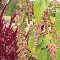 
    



Amaranth 'Mira'
