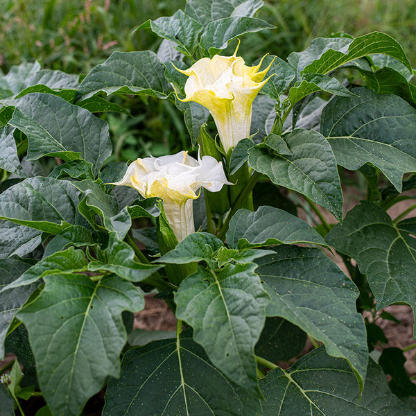 Datura 'Ballerina White'