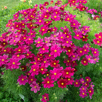 
    



Cosmos 'Sonata™ Purple Shades'
