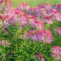 
    



Cleome 'Cherry Queen'
