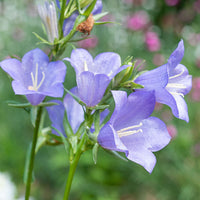 
    



Bellflower 'Telham Beauty'
