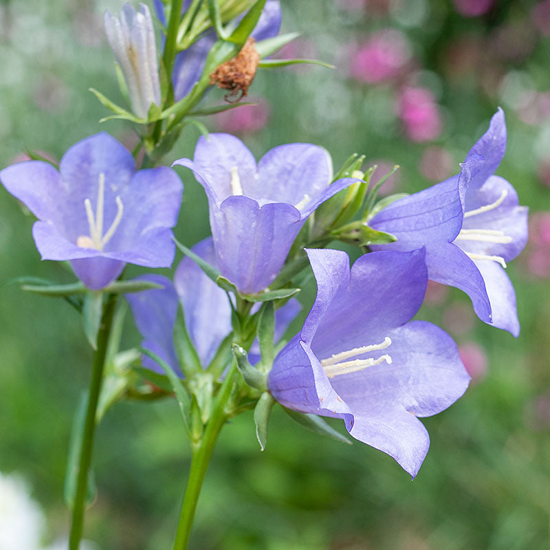 
  



Bellflower 'Telham Beauty'
