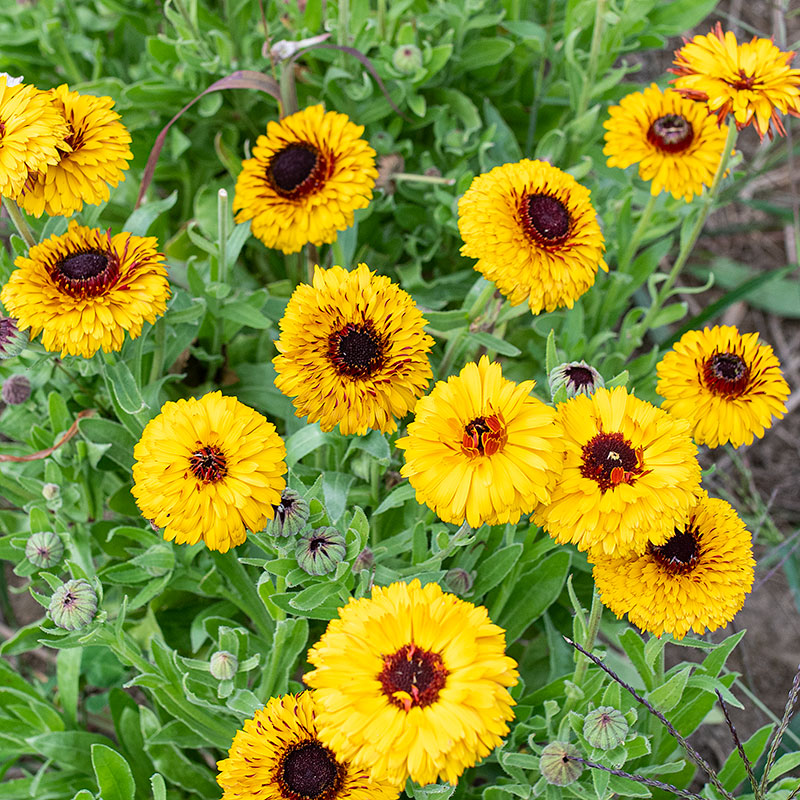 Calendula 'Bull's Eye'