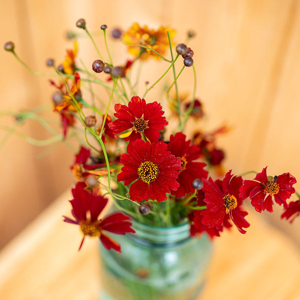 
    



Coreopsis 'Cinnamon'
