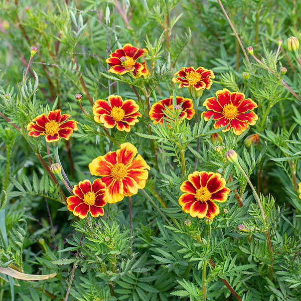 Marigold 'Frances' Choice' Organic
