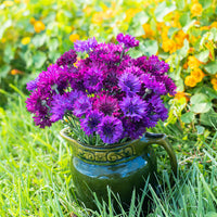 
    



Cornflower 'Select Ultraviolet' Organic
