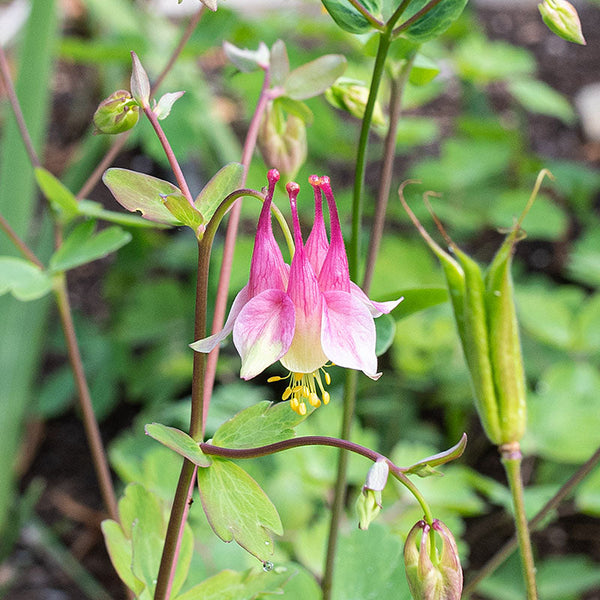 
    



Columbine - Wild 'Pink Lanterns'
