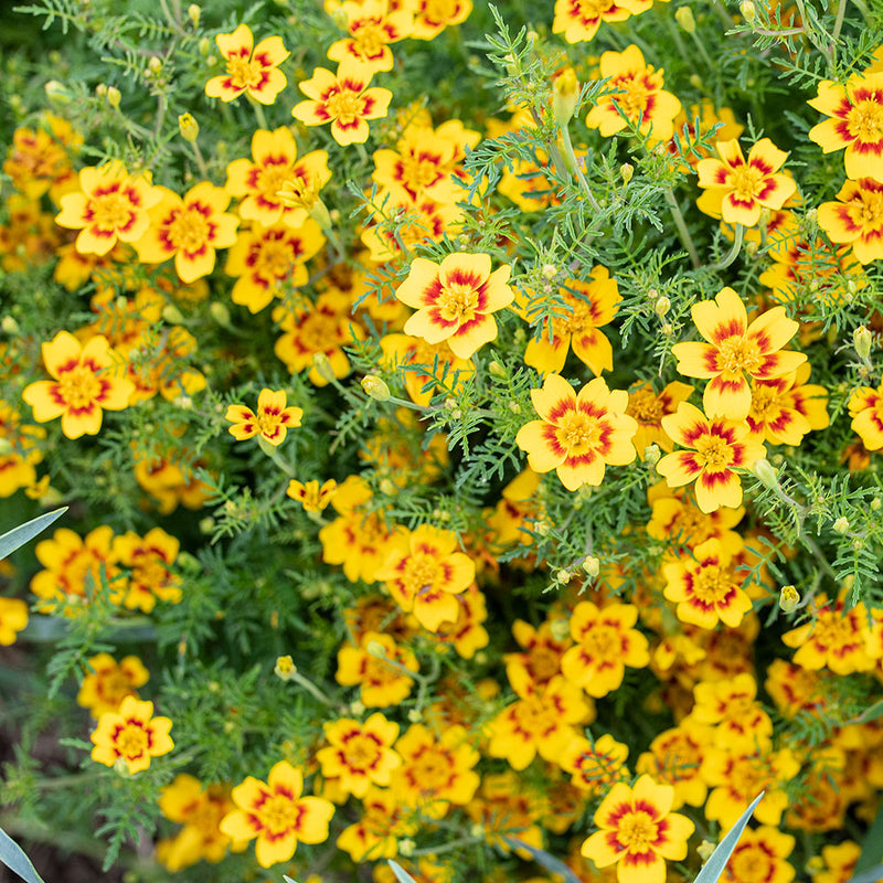 
  



Marigold - Signet 'Lemon Star'
