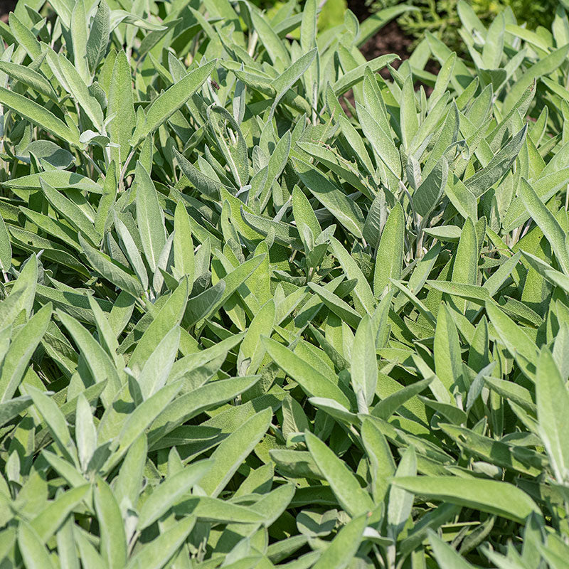 Sage 'Ceres' Organic