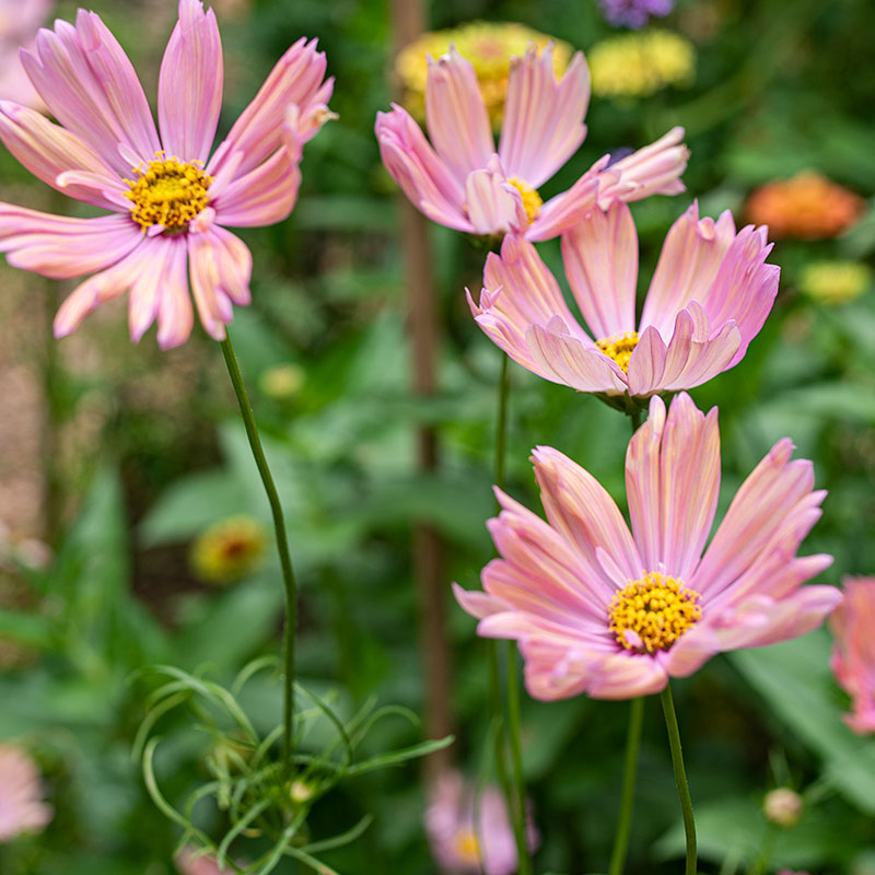 Cosmos 'Apricotta'