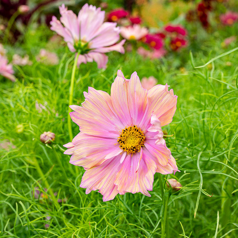 
  



Cosmos 'Apricotta'
