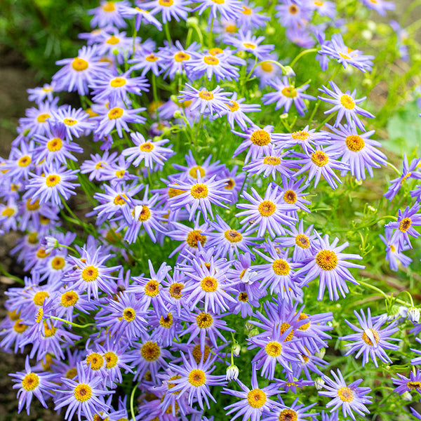 Swan River Daisy 'Blue Star'