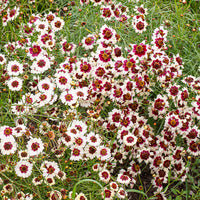 
    



Coreopsis 'Incredible! Swirl'
