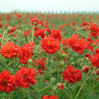 
    



Geum 'Red Dragon'
