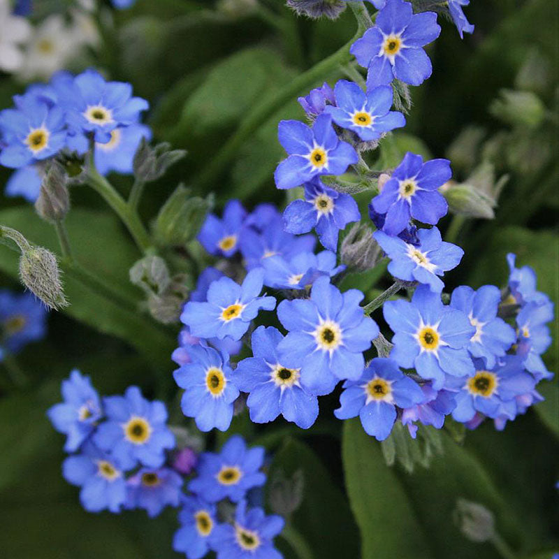 Alpine Forget-Me-Not  'Bellamy Blue'