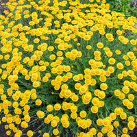 
    



Golden Marguerite 'Kelwayi'
