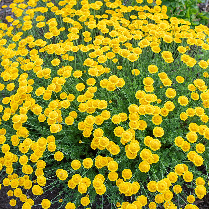 Golden Marguerite 'Kelwayi'