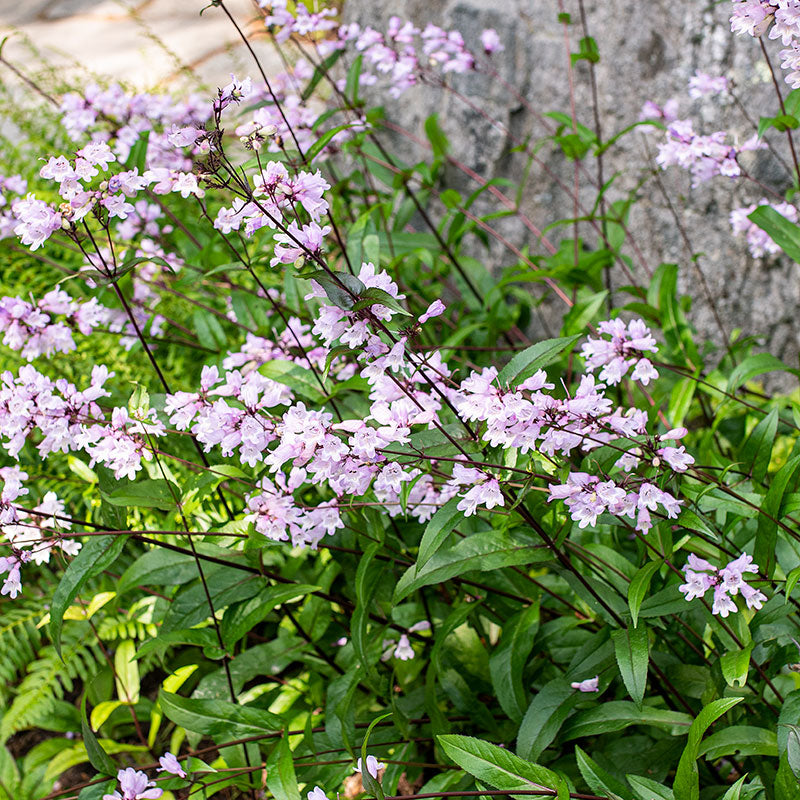 Calico Beardtongue