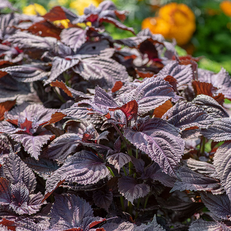 Perilla 'Purple Flat-leaved'