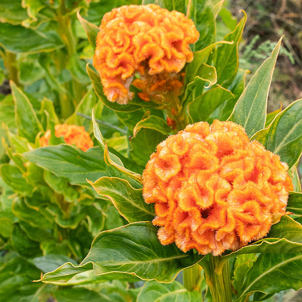 
    



Celosia 'Orange Queen Improved'
