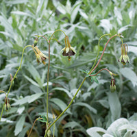 Columbine 'Chocolate Soldier'