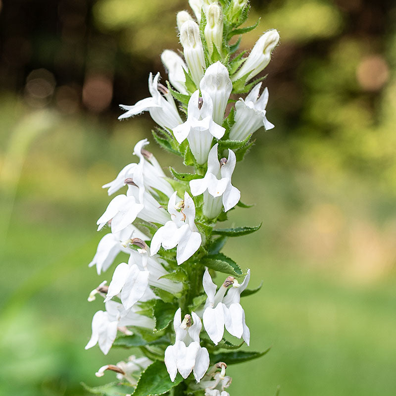 Lobelia 'Alba'