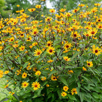 
    



Heliopsis 'Summer Nights'
