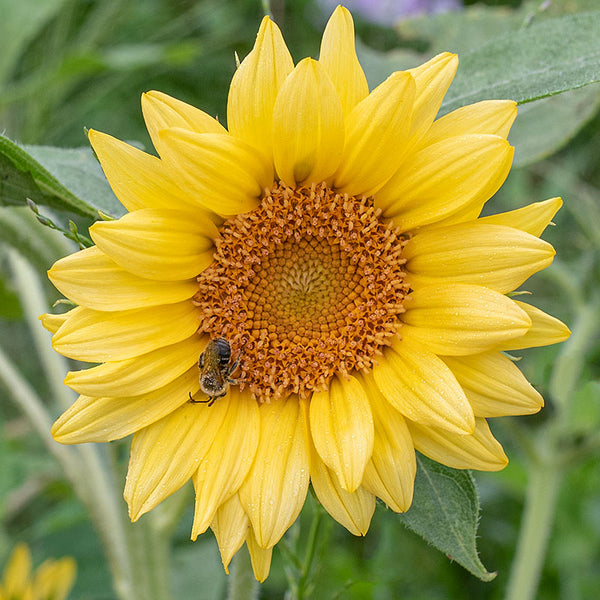 Sunflower 'Peach Passion' F1