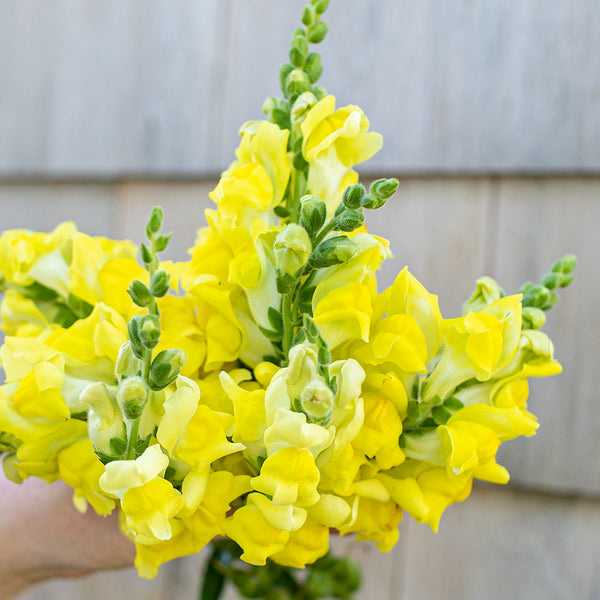 
    



Snapdragon 'Canary Bird'
