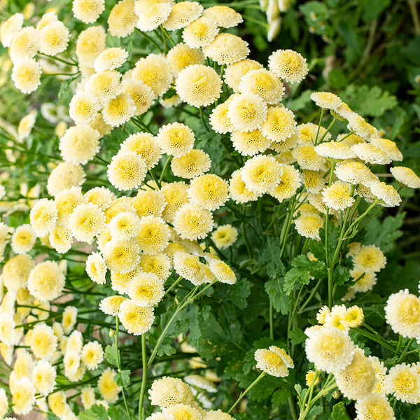 
    



Feverfew 'Magic Lime Green'
