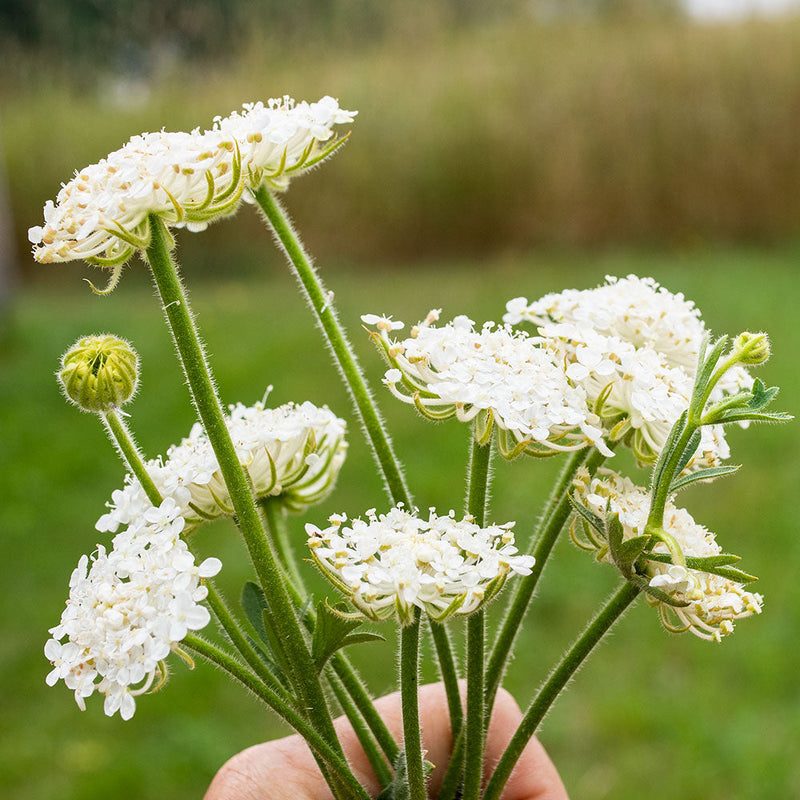 
  



Didiscus 'Lacy White'
