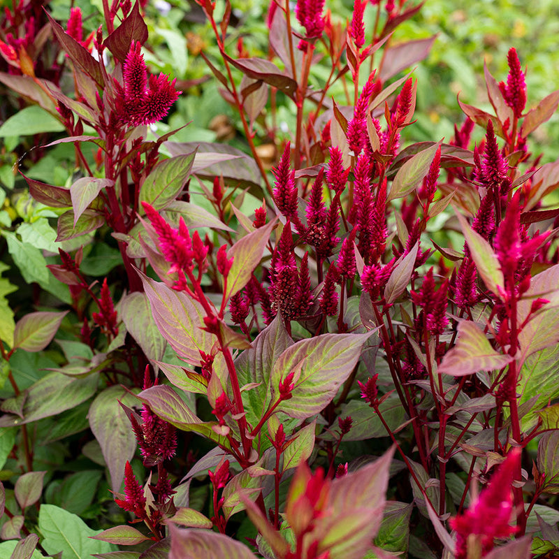 
  



Celosia 'Mega Punk' Organic
