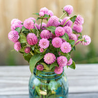 
    



Globe Amaranth 'Salmon Pastel'
