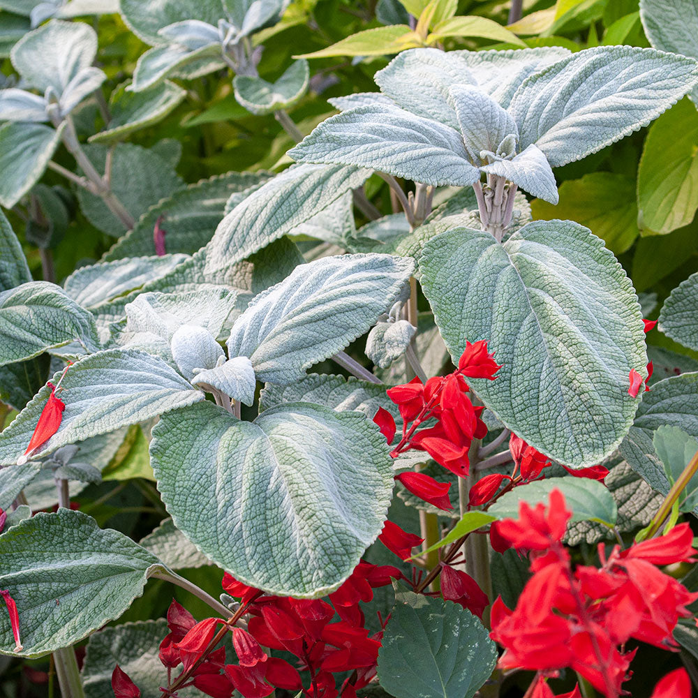 Plectranthus 'Silver Shield'