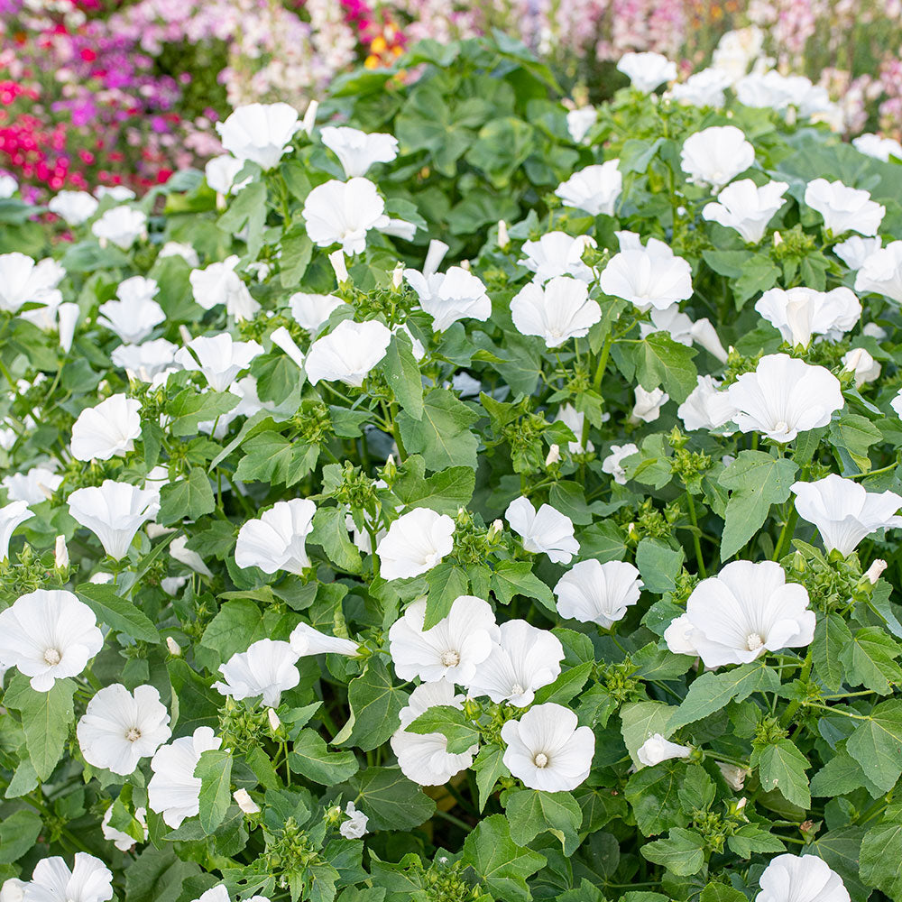 Lavatera 'Mont Blanc'