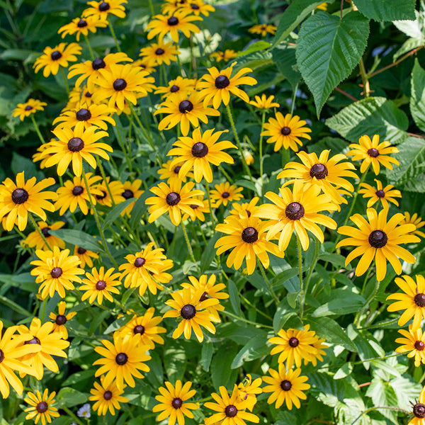 
    



Rudbeckia 'Black-eyed Susan'
