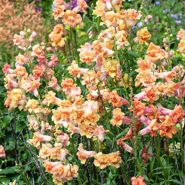 
    



Snapdragon Madame Butterfly™ 'Bronze White' F1
