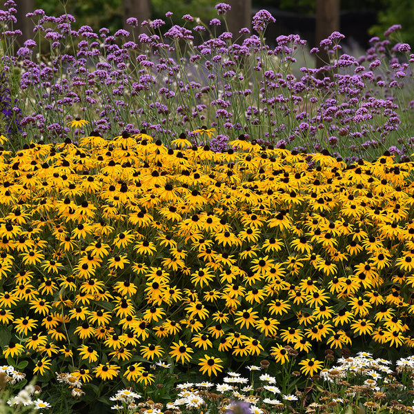 
    



Rudbeckia 'Goldblitz'
