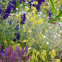 
    



Lunaria - Honesty Mix
