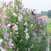 
    



Sweet Pea 'Ripple Mix'
