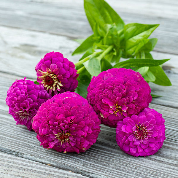 
    



Zinnia 'Oklahoma Carmine'
