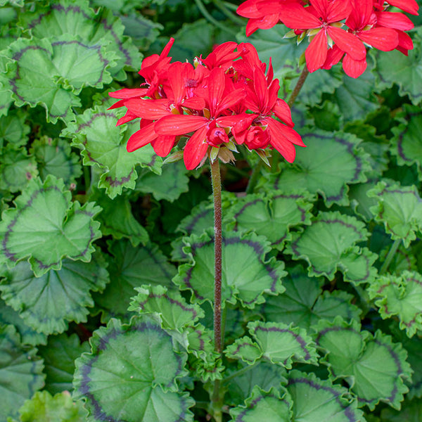 
    



Geranium 'Distinction' 
