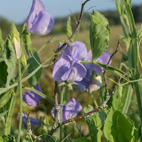 
    



Sweet Pea 'Flora Norton'
