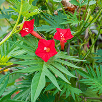 
    



Cardinal Climber
