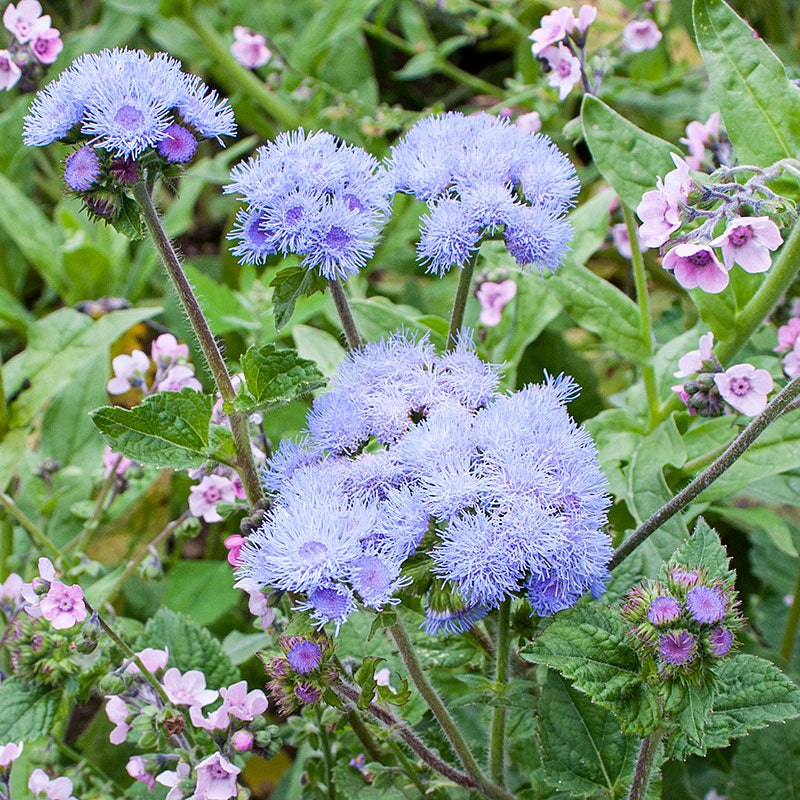 Ageratum 'Blue Bouquet'