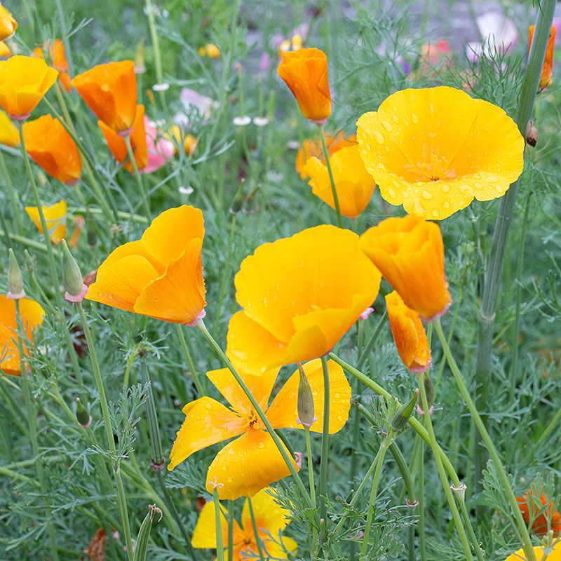 
  



California Poppy 'Golden West'
