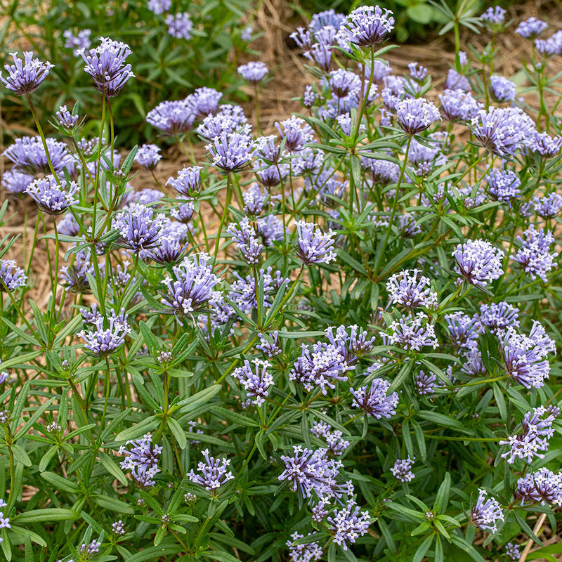 Blue Woodruff