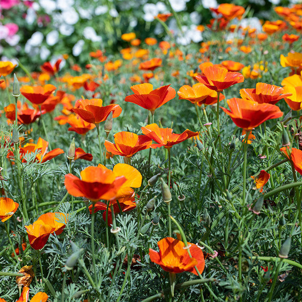 
    



California Poppy 'Mikado'
