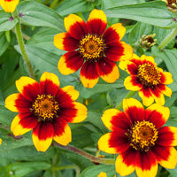 
    



Zinnia 'Chippendale'
