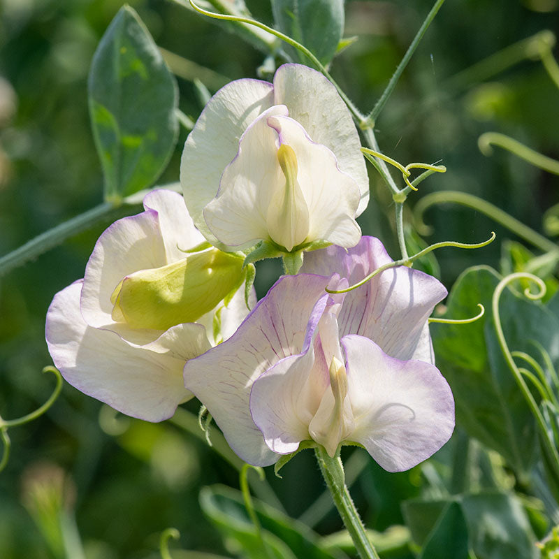 
  



Sweet Pea 'April in Paris'
